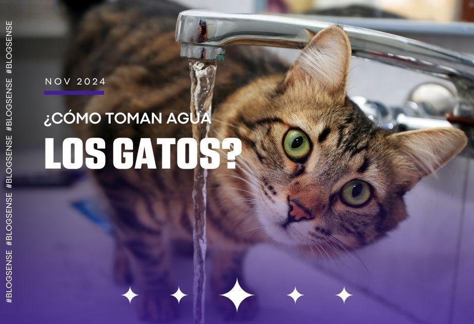 ¿Cómo toman agua los gatos?